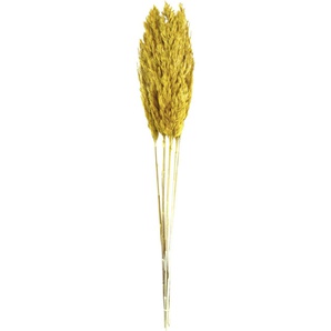 Dijk Natural Dijk Schilffahne lang Kyan ocker 110 cm GLO660406270