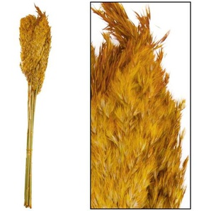 Dijk Natural Dijk Wildes Schilfrohr Vinz natur 75 cm 10 Stück GLO660406374