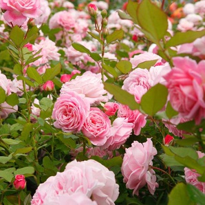 Duftrose »Gräfin Marie Henriette« - rosa -