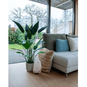 Kunstpflanzen kaufen online 24 Möbel -50% | bis Rabatt