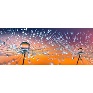 Euroart Glasbild Soft Dandelion Viii, Mehrfarbig, Glas, rechteckig, 125x50x1.4 cm, Fotografie, einfache und schnelle Anbringung, glänzend, Bilder Und Zubehör, Wandbilder, Glasbilder