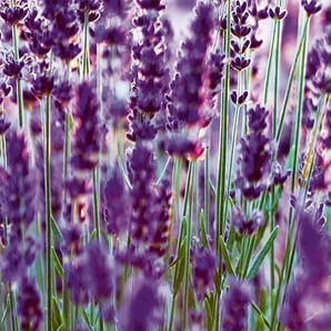 EXPRESS KÜCHEN Küchenrückwand Lavendel Spritzschutzwände Gr. B/H: 280 cmx55,9 cm, lila (lavendel) Küchendekoration