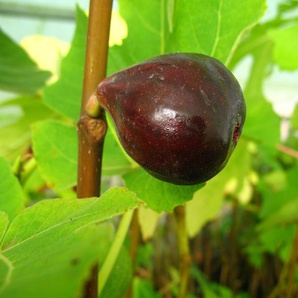 Feige »Noire de Bellon«, Obstbaum, selbstfruchtend, gut geeignet für Kübelbepflanzung