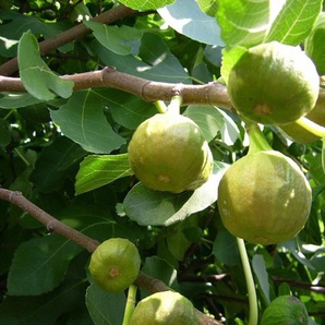 Feigenbaum »Pfälzer Fruchtfeige«, selbstfruchtend, mehrjährig, 40 bis 60 cm Lieferhöhe