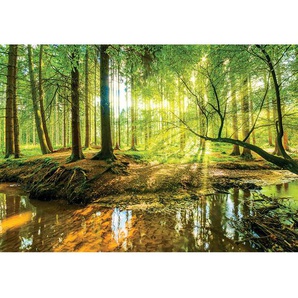 Fototapete Sonniger Wald Papier 3 m x 460 cm