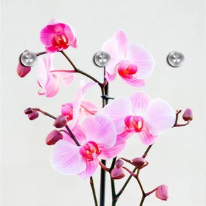 Garderobenleiste QUEENCE Orchidee Garderobenhalter Gr. B/H/T: 50 cm x 120 cm x 10 cm, rosa (rosa, weiß) Haken mit 6 Haken, 50 x 120 cm