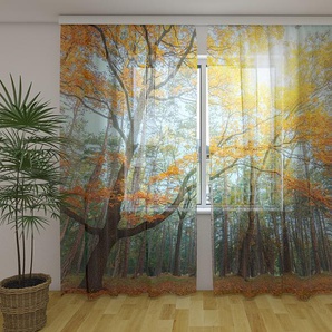 Gardinen & Vorhänge aus Chiffon transparent. Fotogardinen 3D Sun in the Forest