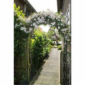 Gartenbogen Nature Metall 229 x 38 x 113 cm Schwarz