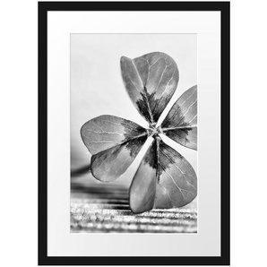 Gerahmtes Poster Glücks Kleeblatt mit 4 Blättern
