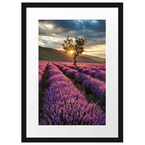 Gerahmtes Poster Lavendel Provence mit Baum
