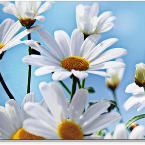 Glasbild ARTLAND Blumen - Margeriten Bilder Gr. B/H: 125 cm x 50 cm, Blumen, 1 St., weiß Glasbilder