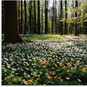 Glasbild ARTLAND Frühlingswald bedeckt mit Windröschen Bilder Gr. B/H: 80 cm x 60 cm, Wald, 1 St., grün Glasbilder in verschiedenen Größen