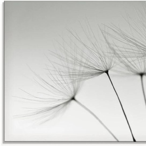 Glasbild ARTLAND Pusteblumen-Samen I Bilder Gr. B/H: 100 cm x 50 cm, Blumen, 1 St., grau Glasbilder