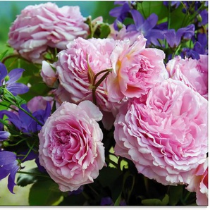 Glasbild ARTLAND Rosen und Glockenblumen Bilder Gr. B/H: 80 cm x 60 cm, Blumen, 1 St., pink Glasbilder