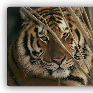 Glasbild WALL-ART Tiger Bilder Gr. B/H: 60 cm x 40 cm, braun Glasbilder