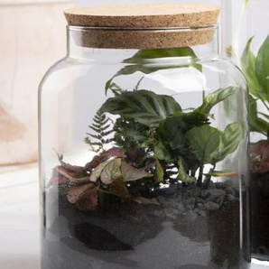 Halboffene Terrarium Flasche Glas 5L Pflanzen Deko Gewächs Haus Blumen Kork Haus