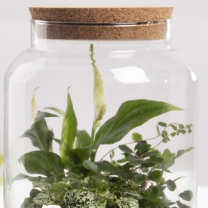 Halboffene Terrarium Flasche Glas 7L Pflanzen Deko Gewächs Haus Blumen Kork Haus