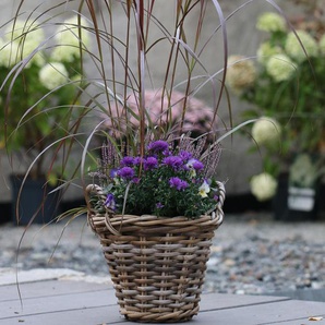 Herbst-Set 5 - weiß -