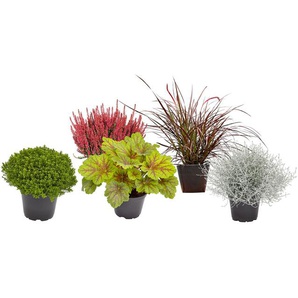 Herbststauden-Set »Herbstgeflüster« - Mehrfarbig -