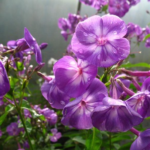 Hoher Staudenphlox, violett blühend, 2 Pflanzen im 1 Liter Topf