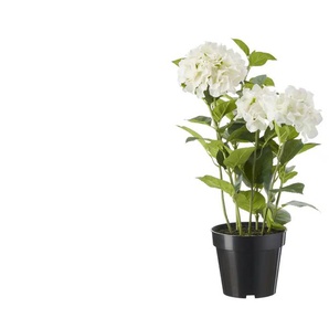 Hortensie getopft - weiß - Kunststoff - 85 cm | Möbel Kraft