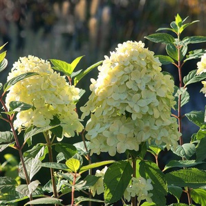 Hortensie »Little Lime« - creme -