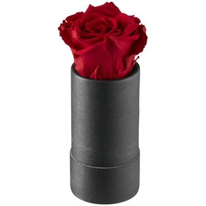 Infinity Rose   My Flowers ¦ rot ¦ Naturfaser,Karton ¦ Maße (cm): B: 10,7 H: 16,3
