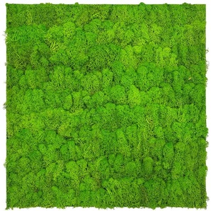 Jangal Akustikpaneel Modular Wall System Moos, Hellgrün, Naturmaterialien, 52x52x4 cm, Handmade Quality, Tapeten & Wandverkleidungen, Akustikpaneele