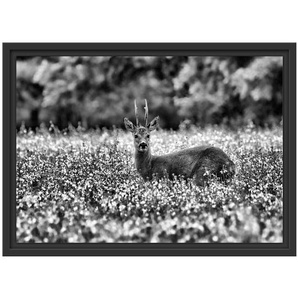 Junger Hirsch in einer Wiese Schweberahmen Fotodruck auf Papier