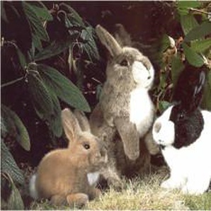 Kösener Kleines Kaninchen Purzel 19 cm