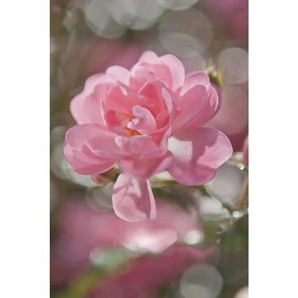 Komar Fototapete, Rosa, Papier, Blume, 184x254 cm, Fsc, Made in Germany, Tapeten Shop, Fototapeten