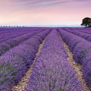 Komar Fototapete Digitaldruck Vlies - Provence - Größe 300 x 250 cm, glatt, bedruckt, (Packung, 1 St., Vlies Fototapete), Wohnzimmer, Schlafzimmer