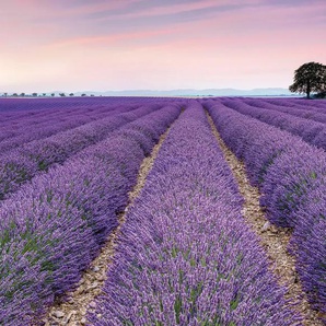 KOMAR Fototapete Fototapete Tapeten Vlies Fototapete - Provence - Größe 300 x 250 cm Gr. B/L: 3 m x 2,5 m, Rollen: 1 St., lila Fototapeten Blumen