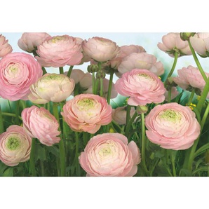 Komar Fototapete Gentle Rosé, Creme, Grün, Rosa, Blume, 368x254 cm, Fsc, Made in Germany, Tapeten Shop, Fototapeten