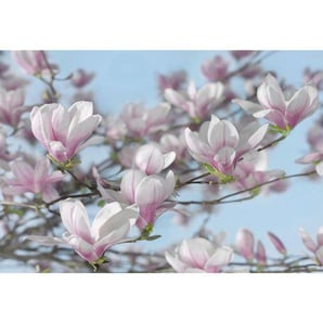 Komar Fototapete Magnolia , Rosa, Weiß, Hellblau , Papier , Bäume , 368x254 cm , Fsc, Made in Germany , Tapeten Shop, Fototapeten