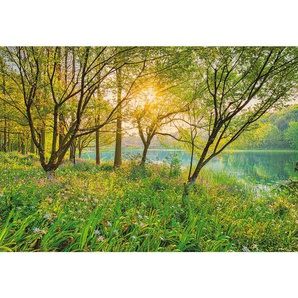 Komar Fototapete Spring Lake, Grün, Papier, Bäume, 368x254 cm, Fsc, Made in Germany, Tapeten Shop, Fototapeten