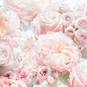 Komar Fototapete Spring Roses, 368x254 cm (Breite x Höhe), inklusive Kleister