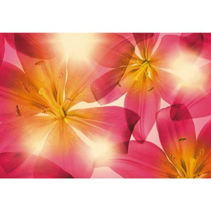 Komar Fototapete Summer Sun, Gelb, Pink, Papier, Blume, 368x254 cm, Fsc, Made in Germany, Tapeten Shop, Fototapeten