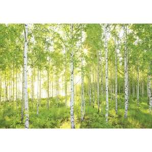 Komar Fototapete Sunday , Weiß, Walnuss , Papier , Bäume , 368x254 cm , Fsc, Made in Germany , Tapeten Shop, Fototapeten