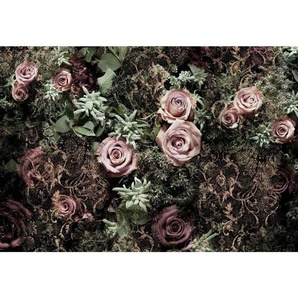 Komar Fototapete Velvet , Braun, Grün, Rosa , Papier , Rose , 368x254 cm , Fsc, Made in Germany , Tapeten Shop, Fototapeten