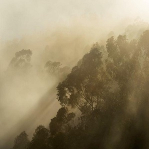 Komar Fototapete Vlies Fototapete - Foggy Sunshine - Größe 400 x 250 cm, glatt, bedruckt, (Packung, 1 St)