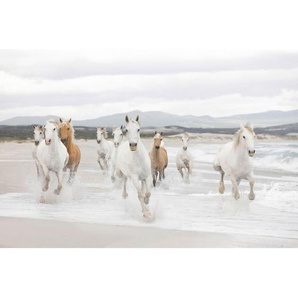 Komar Fototapete White Horses , Weiß, Hellbraun , Papier , Pferd , 368x254 cm , Fsc, Made in Germany , Tapeten Shop, Fototapeten