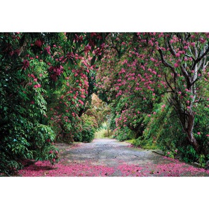 Komar Fototapete Wicklow Park , Grün, Pink , Papier , Bäume , 368x254 cm , FSC , Tapeten Shop, Fototapeten