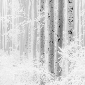 KOMAR Fototapete Winter Wood Tapeten Gr. B/L: 4 m x 2,8 m, Rollen: 1 St., weiß (weiß, schwarz) Fototapeten Kunst Tapeten
