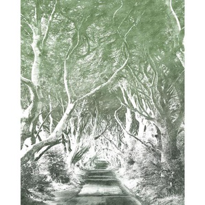 Komar Vliestapete , Bäume , 200x250 cm , FSC MIX , Tapeten Shop, Vliestapeten