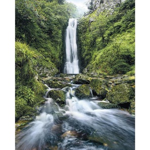 Komar Vliestapete, Bäume, 200x250 cm, FSC Mix, Tapeten Shop, Vliestapeten