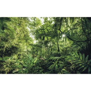 Komar Vliestapete , Bäume , 400x250 cm , FSC MIX , Tapeten Shop, Vliestapeten