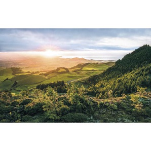 Komar Vliestapete , Bäume , 400x250 cm , FSC MIX , Tapeten Shop, Vliestapeten