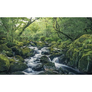 Komar Vliestapete , Bäume , 400x250 cm , FSC MIX , Tapeten Shop, Vliestapeten