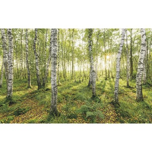 Komar Vliestapete , Bäume , 400x250 cm , FSC MIX , Tapeten Shop, Vliestapeten